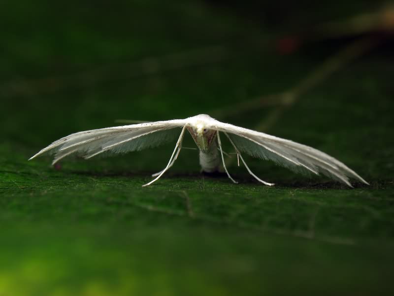 Pterophorus pentadactyla